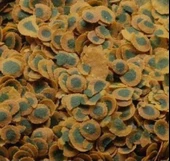 Tetra Pro Algae 250 Gam Kovadan Bölme Bitkisel Balık Yemi thumbnail 2