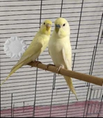 100 Adet Kuşlar İçin Gaga Taşı (Kutusuz) thumbnail 3