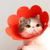 Evcil Hayvan L Boy Keçe Elizabeth Yakalığı thumbnail 1