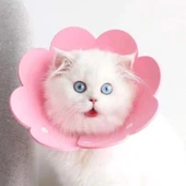 Evcil Hayvan L Boy Keçe Elizabeth Yakalığı thumbnail 3