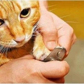 Evcil Hayvan Tırnak Makası Ve Törpü Seti Manikür Pedikür Pati Bakım Aleti Kaymaz Sap (2818) thumbnail 4