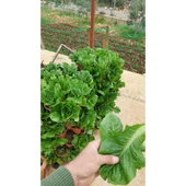 Bahçe Kulesi Yediveren - Evde Tarım Katlı Saksı thumbnail 6