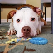 Dayanıklı Köpek Diş Kaşıyıcı Ve Çiğneme Oyuncağı thumbnail 4