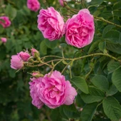 Yediveren Yoğun Kokulu Sultan Reçellik Isparta Gül Fidanı 10-20 cm thumbnail 2