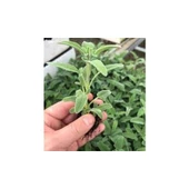 Salvia Officinalis Adaçayı Fidesi 10-20 cm thumbnail 2
