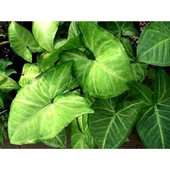 Melek Kanadı Çiçeği Fidanı 20-40 cm thumbnail 2