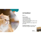 Reflex Plus Persian Yavru Kedi Maması 1.5 kg thumbnail 2