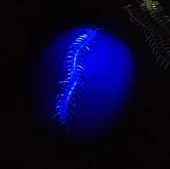 Şaka Yılan ve Kırkayak Karışık 36 Adet thumbnail 4