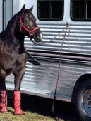 At Bağlama Halkası 4 Adet thumbnail 4