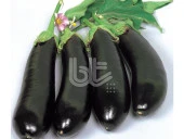 PALA PATLICAN YALOVA 49 (SİYAHIMSI MOR) 25 GR TAKRİBİ 5000 ADET TOHUM thumbnail 2