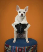 Joyline Fermuarlı Kürklü Deri Köpek Kıyafeti Siyah Large thumbnail 10