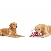 Sesli Baston Şeker Oyuncak thumbnail 1