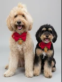 Yılbaşı Geyiği Küçük Irk Köpek Papyon Tasması | Kırmızı Fiyonk Boyun Aksesuarı | Noel Temalı Köpek Süsü thumbnail 5