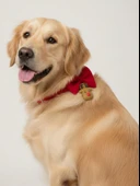 Yılbaşı Geyiği Köpek Papyon Tasması | Kırmızı Fiyonk Boyun Aksesuarı | Noel Temalı Köpek Süsü | Orta ve Büyük Irklar İçin thumbnail 4