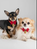 Yılbaşı Geyiği Küçük Irk Köpek Papyon Tasması | Kırmızı Fiyonk Boyun Aksesuarı | Noel Temalı Köpek Süsü thumbnail 3