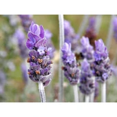 Ellagance Purple Lavanta Fidanı 2 Adet 15-25 Cm İntermedia thumbnail 5