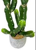 Yapay Kaktüs Euphorbia İngens Şamdan Ağacı Beton Saksıda Yapay Bitki 70cm thumbnail 8