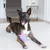 Fat Cat Gruntleys Sesli Peluş Köpek Oyuncağı 19x15x8 Cm thumbnail 3