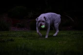 Chuckit! Max Glow Air Fetch Gece Parlayan 2 Li Köpek Oyun Topu Küçük Boy 5 Cm thumbnail 3