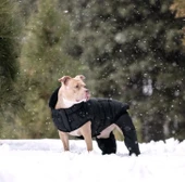 GF PET Odyssey Köpek Kar Tulumu Siyah XXLarge thumbnail 4