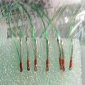 İstavrit Çaparisi 1112301005 thumbnail 1