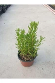 Rosmarinus Officinalis Biberiye Fidanı 10-20 cm thumbnail 2
