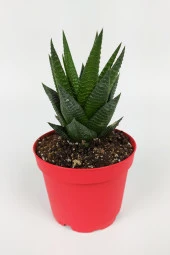 Haworthia Limifolia Sukulent 8.5 cm Kırmızı Saksıda Büyük Boy thumbnail 1