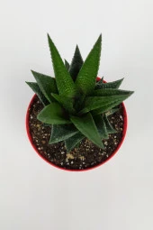 Haworthia Limifolia Sukulent 8.5 cm Kırmızı Saksıda Büyük Boy thumbnail 2