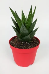 Haworthia Limifolia Sukulent 8.5 cm Kırmızı Saksıda Büyük Boy thumbnail 3