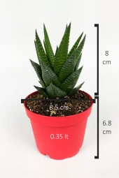 Haworthia Limifolia Sukulent 8.5 cm Kırmızı Saksıda Büyük Boy thumbnail 4