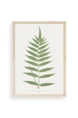 Polypodium Franxinifolium Ahşap Çerçeveli Tablo 30 x 42 thumbnail 1