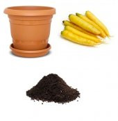 Nadir İthal Sarı Havuç Tohumu Ekim Seti - 1