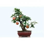 Elma Bonsai Ağacı Tohumu Ekim Seti thumbnail 5