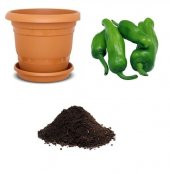 Meşhur Köy Biberi Tohumu Ekim Seti - 1