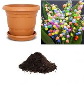 Çok Nadir Çan Orkide Çiçeği Tohumu Ekim Seti thumbnail 1