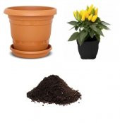 Acı Yayla Biberi Tohumu Ekim Seti - 1