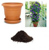 Kahkaha Çiçeği Tohumu Ekim Seti thumbnail 1