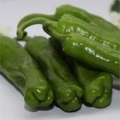 Meşhur Köy Biberi Tohumu Ekim Seti - 4