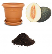 Hasanbey Kışlık Kavun Tohumu Ekim Seti thumbnail 1