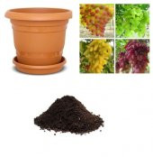 4 Farklı Üzüm Tohumu Ekim Seti thumbnail 1