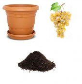 Sarı Golden Üzüm Tohumu Ekim Seti thumbnail 1