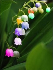 Çok Nadir Çan Orkide Çiçeği Tohumu Ekim Seti thumbnail 3