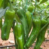 Meşhur Mazamort Biber Tohumu Ekimi Seti thumbnail 5