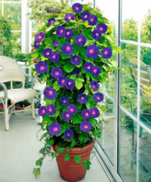 Kahkaha Çiçeği Tohumu Ekim Seti thumbnail 2