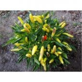 Acı Yayla Biberi Tohumu Ekim Seti - 4