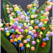 Çok Nadir Çan Orkide Çiçeği Tohumu Ekim Seti thumbnail 4