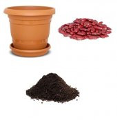 İthal Kırmızı Meksika Fasulyesi Tohumu Ekim Seti - 1