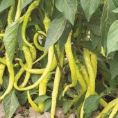 Tatlı Sarı Sivri Turşuluk Biber Tohumu Ekim Seti - 3
