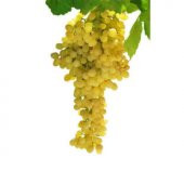 Sarı Golden Üzüm Tohumu Ekim Seti thumbnail 4