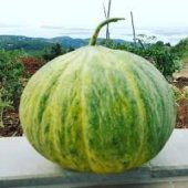 Hasanbey Kışlık Kavun Tohumu Ekim Seti thumbnail 4